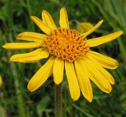 Arnica